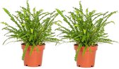 Plant in a Box - Nephrolepis Duffi - Krulvaren - Set van 2 - Pot 12cm - Hoogte 25-40cm