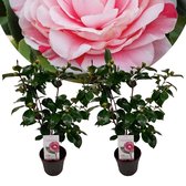 Plant in a Box - Camellia japonica Bonomiana - Set de 2 - Japanse roos - Camellia plant winterhard - Pot 15cm - Hoogte 50-60cm