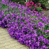 25 x Campanula Portenschlagiana - Klokjesbloem in 9x9cm pot met hoogte 5-10cm