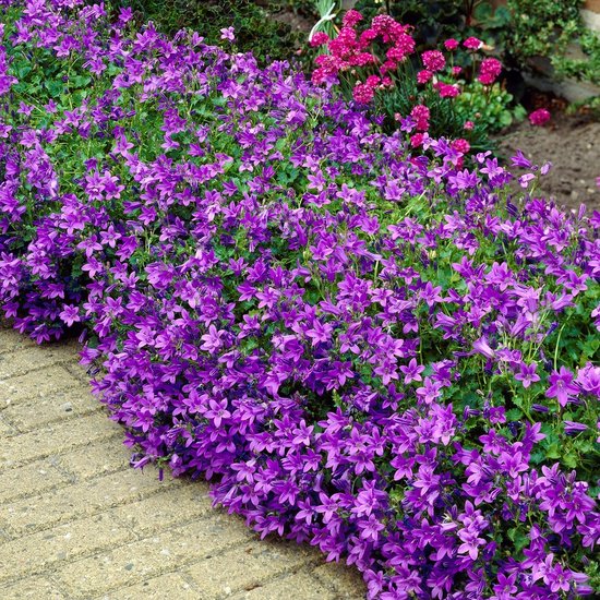 Campanula's