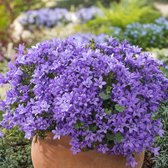 6 x Campanula Poscharskyana 'Stella' - Klokje pot 9x9cm