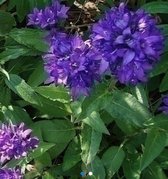 6 x Campanula glomerata ' Superba' - KLUWENKLOKJE - pot 9 x 9 cm