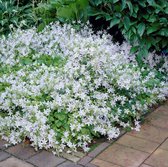 25 x Campanula poscharskyana 'EH Frost' - Klokjesbloem in 9x9cm pot met hoogte 5-10cm