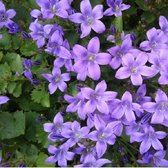 6 x  Campanula portenschlagiana - Klokje pot 9x9 cm