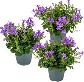 3x Campanula Ambella Intense Purple - Klokjesbloem - Bodembedekker - Winterhard -⌀10,5 cm-15-20 cm