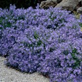 12 x Campanula poscharskyana - Klokjesbloem in 9x9cm pot met hoogte 5-10cm