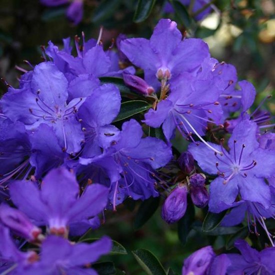 Rhododendrons