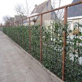 12 x Hedera Hibernica 75/100cm (Klimop): 12 halen, 9,5 betalen! | 12 Klimplanten - Groen - Groenblijvend/Wintergroen en Winterhard (voor 2 strekkende meter 100% privacy haag)