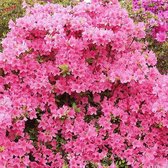 Azalea Japonica - Azalea 25-30 cm in pot