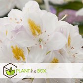 Plant in a Box - Mix van 3 Rhododendron - Winterharde betrouwbare planten - Paars,wit,roze - Pot 9cm - Hoogte 25-40cm