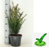 Koopgids: Dit is het beste taxus