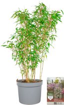 Pokon Powerplanten Bamboe 70 cm - Buitenplant - Fargesia Rufa - Plantenvoeding & Groeigarantie inbegrepen