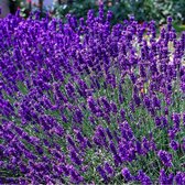 12 x Lavandula angustifolia 'Dwarf Blue’ - Lavendel Pot 9 x 9 cm