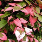 Actinidia Kolomikta - Siberische kiwi|sierkiwi 50 60 cm in pot