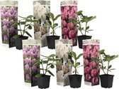 Plant in a Box - Mix van 6 Rhododendron - Winterharde betrouwbare planten - Paars,wit,roze - Pot 9cm - Hoogte 25-40cm