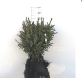 10 x Picea abies - Fijnspar 30 - 50 cm blote wortel