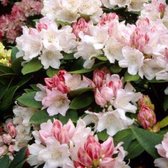 Rhododendron 'Dreamland' - Rhododendron 30-40 cm pot