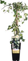 Hedera helix Goldheart - klimop 50-60 cm in pot