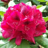 Rhododendron 'Lord Roberts' - Rhododendron 40-50 cm pot