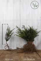 25 stuks | Taxus baccata Blote wortel 20-30 cm - Vruchtdragend - Weinig onderhoud - Formele haag - Geschikt voor vormsnoei