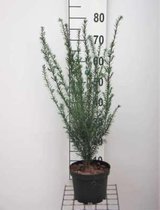 Taxus baccata 30-40 cm - in pot