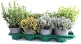 Kruidenplanten gemengd  in tray - potmaat 12cm - 8 stuks