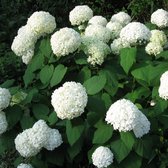 4 x Hydrangea Annabelle - Hortensia in C2 pot met hoogte 20-40cm