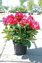 Rhododendron 'Red Jack' 40-60 cm in pot