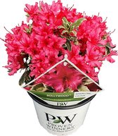 Rhododendron 'Bollywood'® per stuk | Buitenplant in kwekerspot ⌀19 cm - ↕40-45 cm