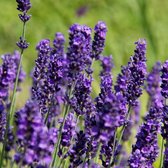 6 x Lavandula Angustifolia 'Hidcote' - Lavendel pot 9x9cm