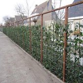 Hedera Hibernica 75/100cm (Klimop) - Klimplant  - Groen - Groenblijvend/Wintergroen voor 100% privacy haag
