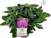 3x Rhododendron 'Marcel Menard' - Planthoogte 30-40 cm in pot
