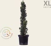 Taxus baccata 'Fastigiata' 80/100 - in pot - XL