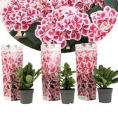 Plant in a Box - Hydrangea bicolor 'Camilla' Roze - Set van 3 - Tweekleurige hortensia - Pot 9cm - Hoogte 25-40cm