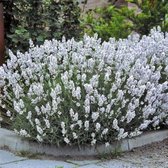 4 x Witte Lavendel Planten - Vaste Planten - Tuinplanten Winterhard - Lavandula intermedia Edelweiss in C2 pot met hoogte 10-30cm