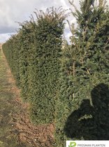 4x Taxus 'baccata' venijnboom 175-200cm