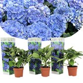 Plant in a Box - Hydrangea macroph. Blauw - Set van 3 - Hortensiaroos - Pot 9cm - Hoogte 25-40cm