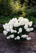 Hydrangea paniculata Living Little Blossom®