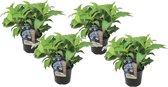 Plant in a Box - Hydrangea serrata 'Summerglow' - Set van 4 - Hortensia struik of kuipplant - Groenblijvend en winterhard - Pot 19cm - Hoogte 25-40cm