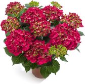 Kamerhortensia rood – 40cm hoog, ø14cm - bloeiende kamerplant - vers van de kwekerij