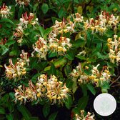 Lonicera Henryi – Kamperfoelie – Klimplant – Bladhoudend - ⌀15 cm - 60-70 cm