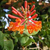 Lonicera Brownii 'Dropmore Scarlet' - Kamperfoelie 50-60 cm in pot