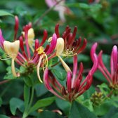 Lonicera periclymenum 'Serrotina' - Kamperfoelie 50-60 cm in pot