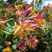 3 x Kamperfoelie American Beauty (Lonicera): 3 halen/2 betalen - 3 stuks Klimplanten | Rood, Meerjarig en Winterhard | 3 x 1,5 liter pot