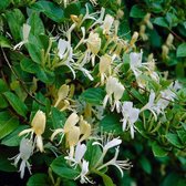 Lonicera Japonica 'Halliana' - Kamperfoelie 50-60 cm in pot