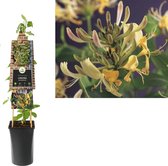 Klimplant Lonicera periclymenum - Wilde Kamperfoelie