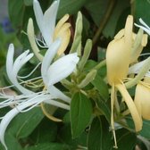 Lonicera japonica 'Hall's Prolific' - Kamperfoelie 50-60 cm in pot