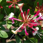 Lonicera Periclymenum 'Belgica Select' - Kamperfoelie 50-60 cm in pot