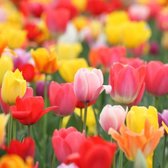 KH Bloembollen - 100 Tulpenbollen MIX XXL - Tuin - Tulpen - Bloemen