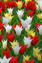 25 Tulpenbollen Chic Mix - Bloembollen mix - Tulpen mix - Bollen - Bulbs - Tulip - Flowerbulbs - Flowers - Tuin tulpen - Bloemen